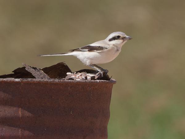 <h3><a href="/trips/oman/biota/animalia/chordata/aves/040 passeriformes/048 laniidae/lanius pallidirostris/lanius pallidirostris-nl.html">Lanius&nbsp;pallidirostris</a> / Steppe&nbsp;grey&nbsp;shrike / Steppeklapekster</h3>OM-1 Mark II met OLYMPUS M.150-400mm F4.5, 1/2000 sec  bij F4.5, ISO 320, afstand 29.6&nbsp;m